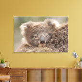 Toile Baby Koala (Insitu(Salon))