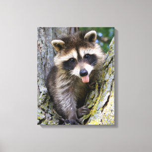 Toile Baby Raccoon