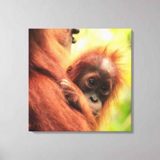 Toile Baby Sumatran Orangutan (Recto)