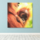 Toile Baby Sumatran Orangutan (Insitu (Plancher de Bois))