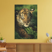 Toile Baby Sumatran Tiger (Insitu(Salon))