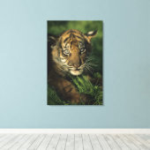 Toile Baby Sumatran Tiger (Insitu (Plancher de Bois))
