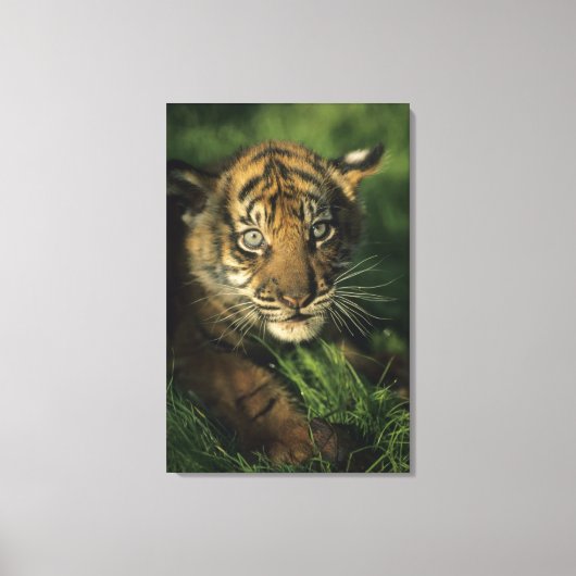 Toile Baby Sumatran Tiger (Recto)