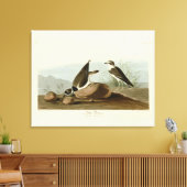 Toile Bague à bascule des oiseaux d'Amérique d'Audubon (Insitu(Salon))