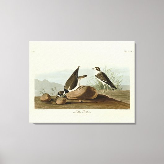 Toile Bague à bascule des oiseaux d'Amérique d'Audubon (Recto)