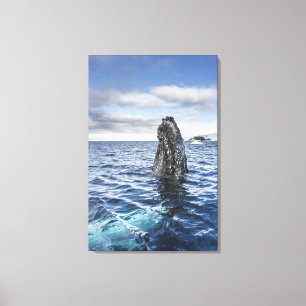 Toile Baie d'espoir de Spyhops   de baleine de bosse,