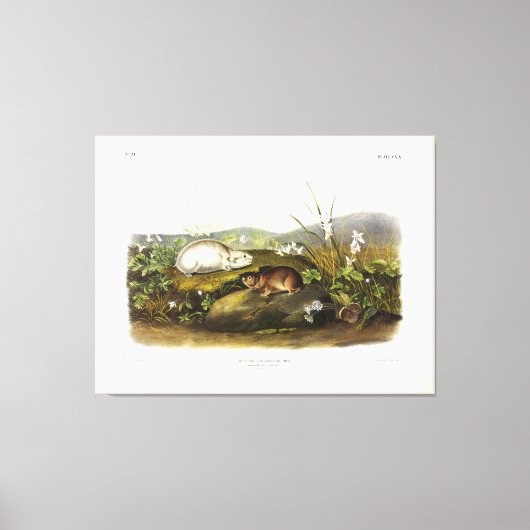 Toile Baie d'Hudson (Collared Ungava) Lemming par Audubo (Recto)