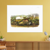 Toile Baie d'Hudson (Collared Ungava) Lemming par Audubo (Insitu(Salon))