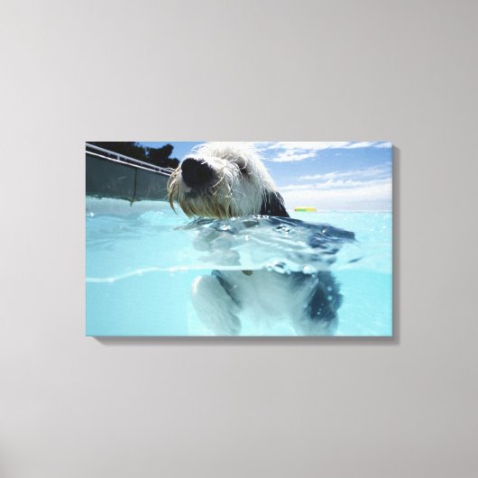 Toile Baignade de chien dans une piscine (Recto)