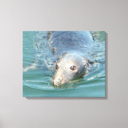 Toile Baignade de phoque mignonne en Cape Cod Canvas Art (Recto)