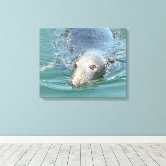 Toile Baignade de phoque mignonne en Cape Cod Canvas Art (Insitu (Plancher de Bois))