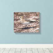 Toile Baird's Sandpiper sur la plage (Insitu (Plancher de Bois))