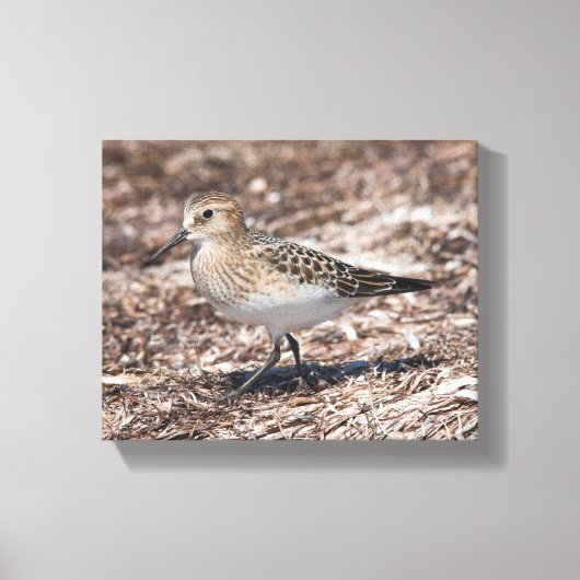 Toile Baird's Sandpiper sur la plage (Recto)