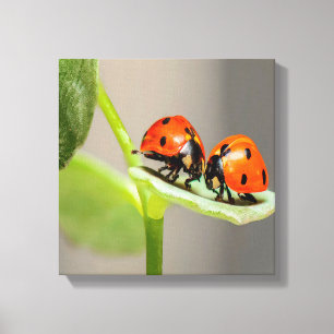 Toile Baiser Ladybugs