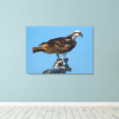 Toile Balbuzard pêcheur, Floride (Insitu (Plancher de Bois))