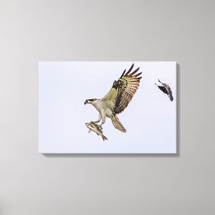 Toile Balbuzard pêcheur poursuivi par un oiseau noir à a