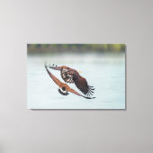 Toile Bald Eagle and Goose Nature Wildlife Fine Art (Recto)