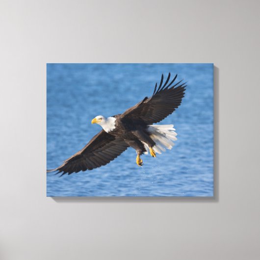 Toile Bald eagle in flight (Recto)