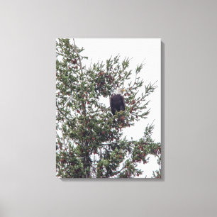 Toile Bald Eagle P2825