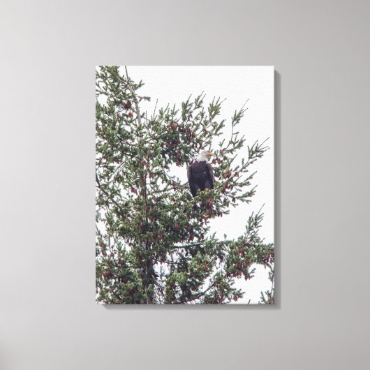 Toile Bald Eagle P2825 (Recto)