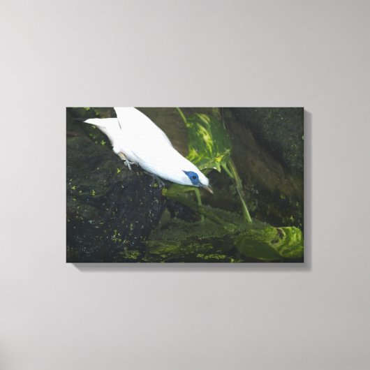 Toile Bali Mina (Recto)