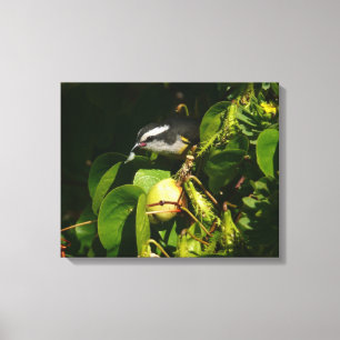 Toile Bananaquit Bird Mange Photographie tropicale