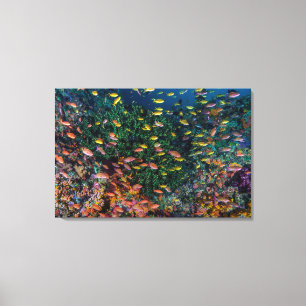 Toile Bancs de poissons nagent dans le récif