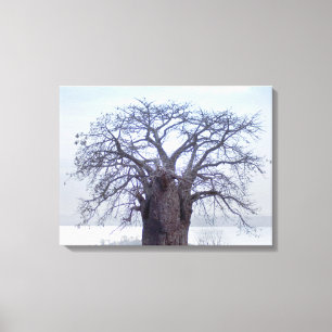 Toile Baobab (Adansonia Digitata), Luanda