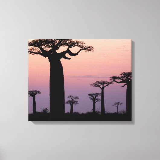 Toile Baobab Alley', Madagascar, Morondava, Afrique, (Recto)
