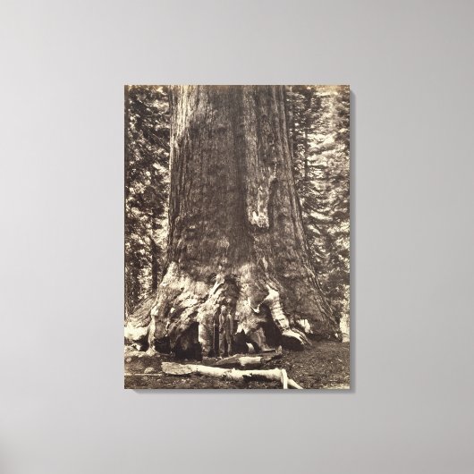 Toile Base du géant du Grizzly, du livre 'Le Yosemite (Recto)