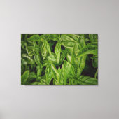 Toile Basil Canvas (Recto)