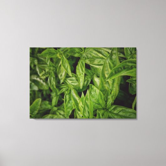 Toile Basil Canvas (Recto)