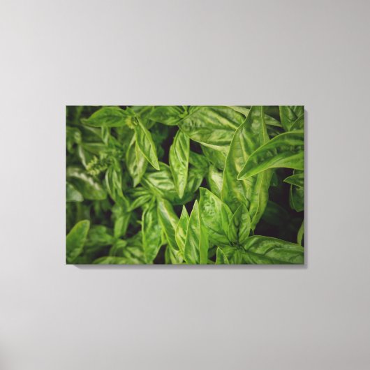 Toile Basil Fine Art (Recto)