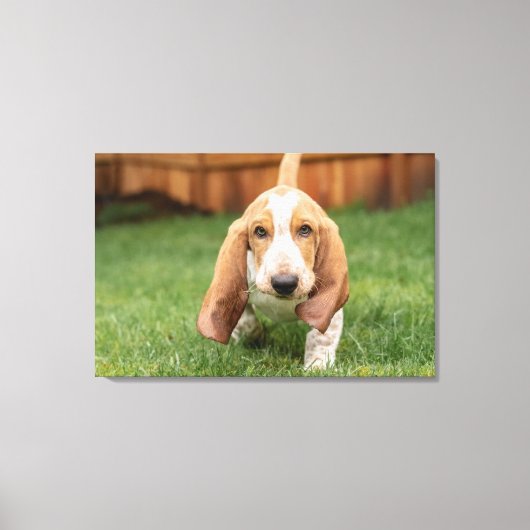 Toile Basset Hound chiot marchant (Recto)