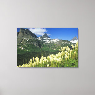 Toile Beargrass près de Logan Pass dans le parc national