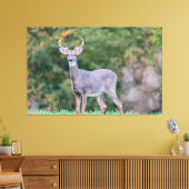 Toile Beau cerf à queue blanche en champ (Insitu(Salon))