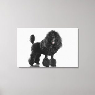 Toile Beau, équilibré, noir, corps complet de caniche