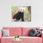 Toile Beau Panda rouge sur une branche (Insitu(Salon))