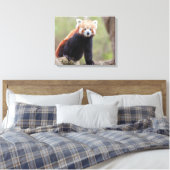 Toile Beau Panda rouge sur une branche (Insitu(Chambre))