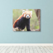 Toile Beau Panda rouge sur une branche (Insitu (Plancher de Bois))