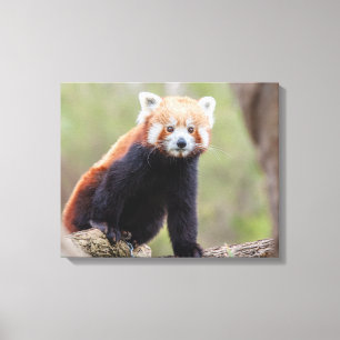 Toile Beau Panda rouge sur une branche