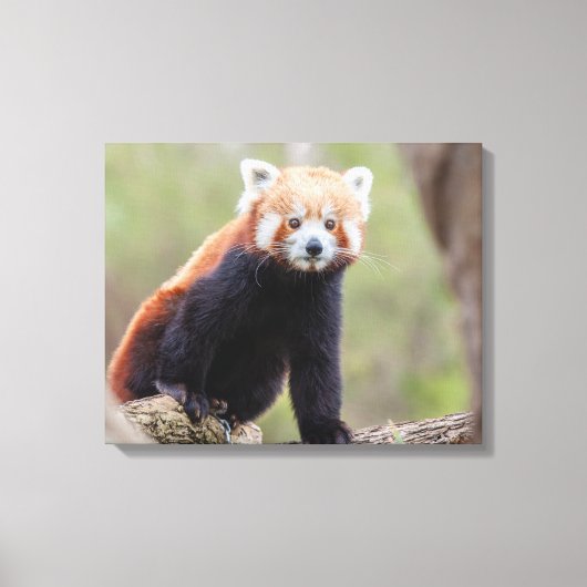 Toile Beau Panda rouge sur une branche (Recto)