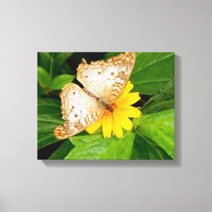Toile beau papillon blanc moth fleur jaune