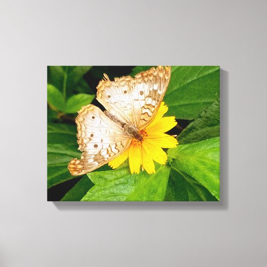 Toile beau papillon blanc moth fleur jaune (Recto)
