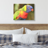 Toile Beau perroquet coloré (Insitu(Chambre))