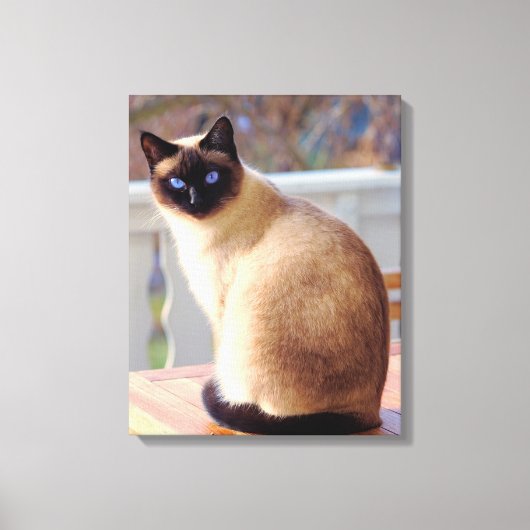 Toile Beau Siamese Cat Blue Eyes (Recto)