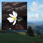 TOILE BEAUTY DIEU L'EMERSON EARTHIE DE L'ÉCRITURE À LA M<br><div class="desc">Cette fleur s'appelle Bloodroot et est l'une des premières fleurs sauvages à apparaître dans les bois de Caroline du Nord au printemps. C’est un petit truc qui tourne mal. Belle, et sa racine est médicinale. Que ce soit petit et insignifiant ou fort comme des vagues écrasantes ou immense comme l’univers,...</div>
