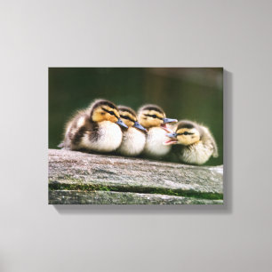 Toile Bébé Canards