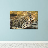 Toile Bébé guépard câlinant sa mère (Insitu (Plancher de Bois))