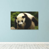 Toile Bébé panda géant (Ailuropoda melanoleuca) (Insitu (Plancher de Bois))